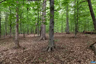 258 Palmer Pl, Ruckersville, VA 22968 - Photo 29