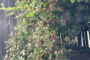 877 Holland Creek Rd, Louisa, VA 23093 - Photo 47