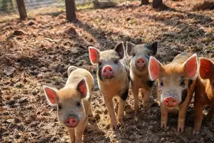 1340 Roundabout Rd, Louisa, VA 23093 - Photo 37