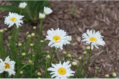 1185 Belle Meade Rd, Bumpass, VA 23024 - Photo 57