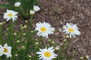 1185 Belle Meade Rd, Bumpass, VA 23024 - Photo 61