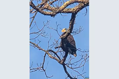 10 Mechunk Ter, Palmyra, VA 22963 - Photo 61