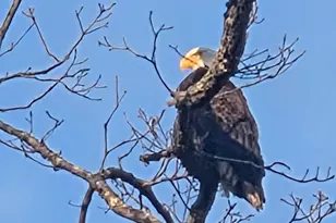 10 Mechunk Terrace, Palmyra, VA 22963 - Photo 61