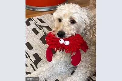 2707 Adams Mill Road NW #303, Washington, DC 20009 - Photo 23