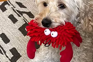 2707 Adams Mill Rd NW, Washington, DC 20009 - Photo 23