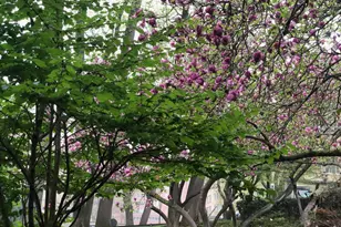 4100 Cathedral Ave NW, Washington, DC 20016 - Photo 27