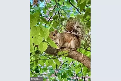 3871 Porter Street NW #E293, Washington, DC 20016 - Photo 35