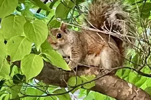 3871 Porter St NW, Washington, DC 20016 - Photo 35