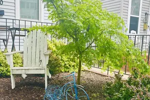 1520 Constitution Ave NE, Washington, DC 20002 - Photo 5