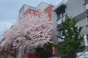 1439 Chapin St NW, Washington, DC 20009 - Photo 31