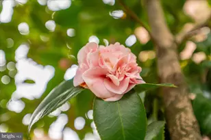 2527 Q St NW, Washington, DC 20007 - Photo 21