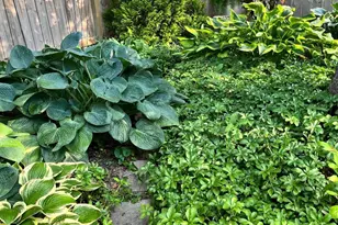 4206 10th St NE, Washington, DC 20017 - Photo 53