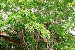 1755 Upshur St NW, Washington, DC 20011 - Photo 79