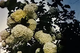 728 Woolford St, Seaford, DE 19973 - Photo 21