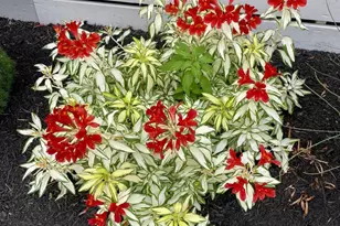 7 W Essex St, Fenwick Island, DE 19944 - Photo 101