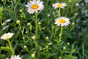 7 Longview Dr, Ocean View, DE 19970 - Photo 121