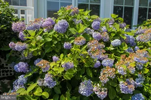 24965 Crooked Stick Way, Long Neck, DE 19966 - Photo 7