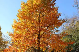 35 Tulip Poplar Turn, Ocean View, DE 19970 - Photo 89