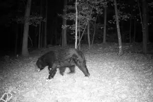 4740 Ford Fields Rd, Myersville, MD 21773 - Photo 145