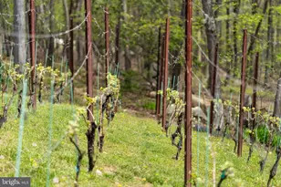 9831 Fox Rd, Frederick, MD 21702 - Photo 11