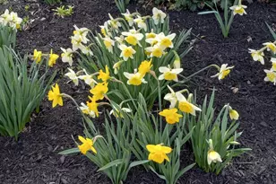 10244 Royal St Andrews Pl, Ijamsville, MD 21754 - Photo 65