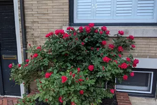 13 2nd, Frederick, MD 21701 - Photo 37