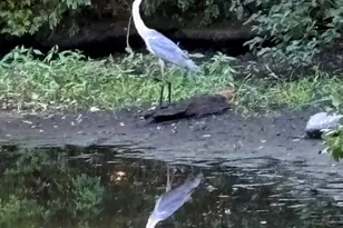 2022 Sumner Dr, Frederick, MD 21702 - Photo 39