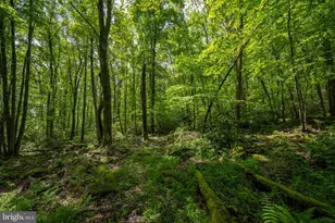 328 Stool Rock Rd, Oakland, MD 21550 - Photo 103