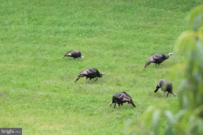 Wes Mountain Trail, Mc Henry, MD 21541 - Photo 9