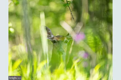 Wes Mountain Trail, Mc Henry, MD 21541 - Photo 21