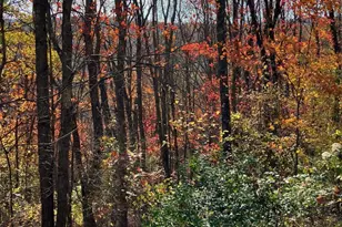 769 Myers Rd, Friendsville, MD 21531 - Photo 5