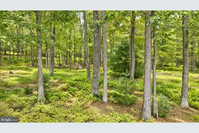 Lot 12 Poland Heights Lane, Swanton, MD 21561 - Photo 5