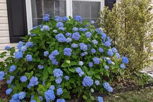 725 Shallow Ridge Ct, Abingdon, MD 21009 - Photo 3