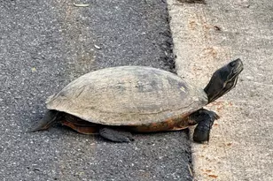 8747 Polished Pebble Way, Laurel, MD 20723 - Photo 13