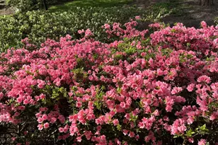 10904 Wickshire Way, Rockville, MD 20852 - Photo 37