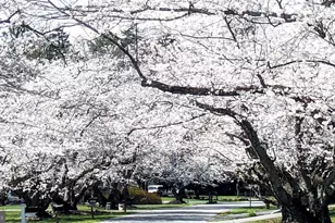 3619 King William Dr, Olney, MD 20832 - Photo 51