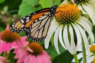 22325 Nicholson Farm Rd, Dickerson, MD 20842 - Photo 21