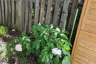 10616 Pennydog Ln, Silver Spring, MD 20902 - Photo 53