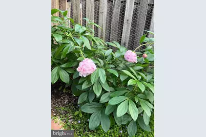 10616 Pennydog Lane, Silver Spring, MD 20902 - Photo 51