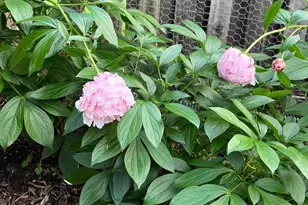 10616 Pennydog Ln, Silver Spring, MD 20902 - Photo 51