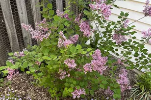 10616 Pennydog Ln, Silver Spring, MD 20902 - Photo 49