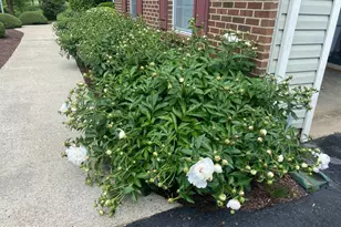 19619 Hoover Farm, Gaithersburg, MD 20882 - Photo 67