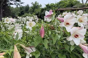 12413 Pueblo Rd, Gaithersburg, MD 20878 - Photo 73