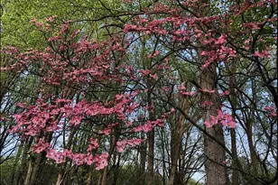 12413 Pueblo Rd, Gaithersburg, MD 20878 - Photo 49