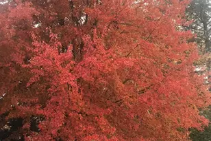 14516 Whirlaway Ln, North Potomac, MD 20878 - Photo 13