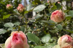 17736 Larchmont Terrace, Gaithersburg, MD 20877 - Photo 31