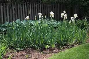 4716 Merivale Rd, Chevy Chase, MD 20815 - Photo 39