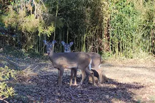 1212 Allison Dr, Rockville, MD 20851 - Photo 11