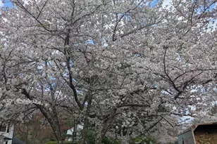 3713 King William Dr, Olney, MD 20832 - Photo 5