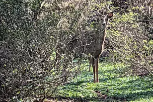 523 Copley Ln, Silver Spring, MD 20904 - Photo 17